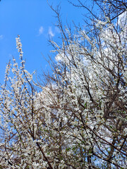 A profusion of delicate white blossoms adorn a tree's branches, set against a vibrant blue sky...