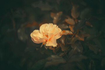 Spring time- flowering plants. Soft focus flowers- blurred background
