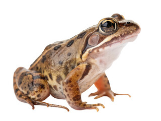 A frog sitting in the dark isolated on transparent background