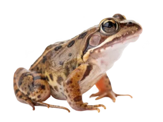 Gordijnen Kikker A frog sitting in the dark isolated on transparent background  © mr-arif