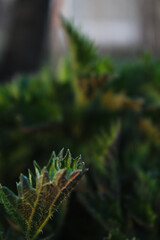 Close-up of a Stinging Nettle Leaf
