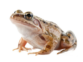 A frog looking to the left isolated on transparent background