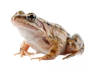 Selbstklebende Fototapeten Frosch A frog looking to the left isolated on transparent background  © mr-arif