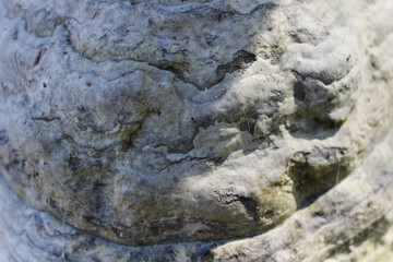 tree bark texture