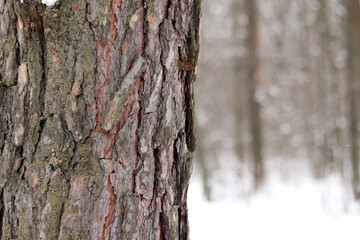 Fototapeta premium Close-up of pine tree bark, tree in forest in winter. Tree for natural background. Details. Focus on pine tree trunk with blurred background. Winter in forest