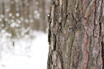 Close-up of pine tree bark, tree in forest in winter. Tree for natural background. Details. Focus on pine tree trunk with blurred background. Winter in forest