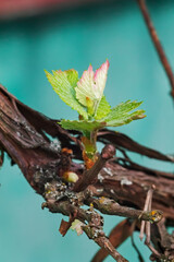 Young shoot on a branch of grapevine. Green young leaves of growing Vitis plant