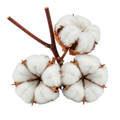 Three cotton plant blooms on branches isolated on transparent background