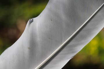 Close-up of a White Feather with Detailed Texture