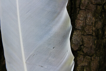 Close-up of a white bird feather against a tree bark