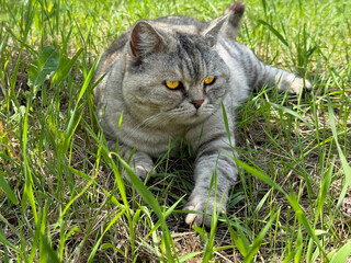 Pretty cat with yellow eyes lying in the grass.