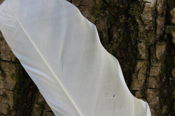 A Delicate White Feather Resting Against Tree Bark