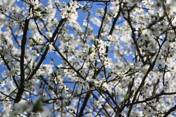 blooming cherry tree