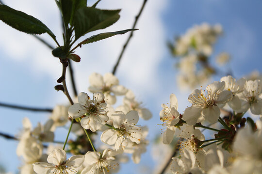 white flowers on a tree - Powered by Adobe