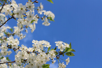 Cherry blossoms in full bloom against a clear blue sky
