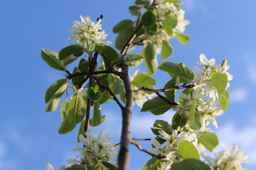 Serviceberry Tree in Bloom Against a Blue Sky