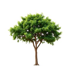 Obraz premium Solitary Tree Isolated on White Background