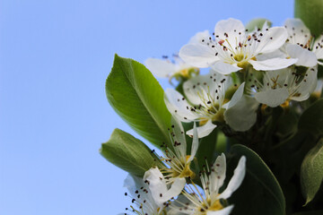Close-up of delicate white pear blossoms and vibrant green leaves against a clear blue sky.