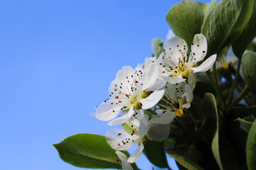 Close-up of Pear Blossoms in Full Bloom Against a Blue Sky