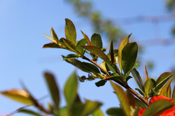 Close-up of vibrant green leaves on a branch against a blue sky