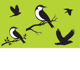Bird Species Explained