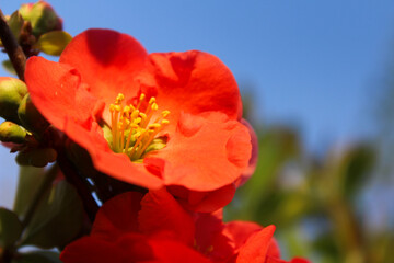 Close-up of a vibrant red flowering quince blossom under a bright blue sky