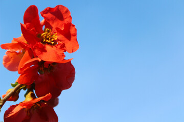 red flower against blue sky