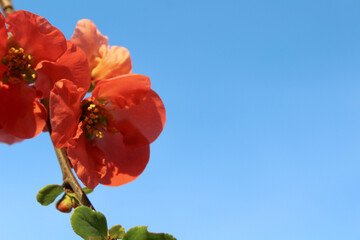 Close-up of Flowering Quince Blossoms Against a Blue Sky