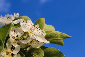 Close-up of white apple blossoms against a bright blue sky
