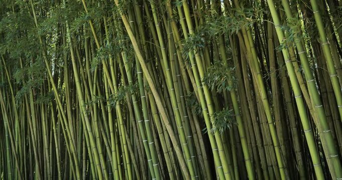A forest of exotic bamboos.