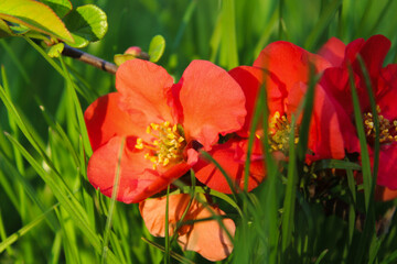 Close-up of vibrant red quince blossoms in spring sunlight