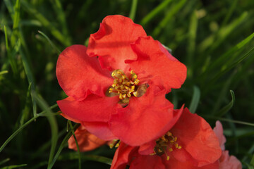 Close-up of a vibrant red flower in sunlight