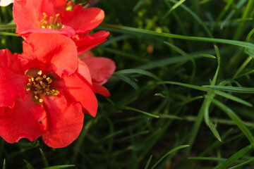 Close-up of vibrant red flowers blooming amidst green grass