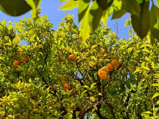 orange fruit tree