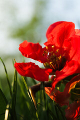 Close-up of a Vibrant Red Flower in Sunlight