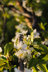 Cherry Blossoms in Sunlight