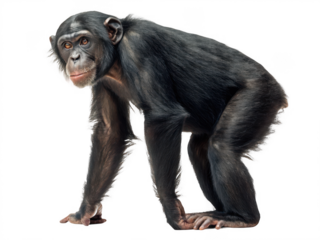 A chimpanzee on all fours isolated on transparent background