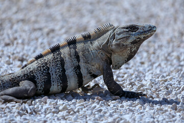 Iguana en el sol