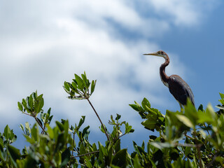 Ave mirando a la izquierda con nubes de fondo