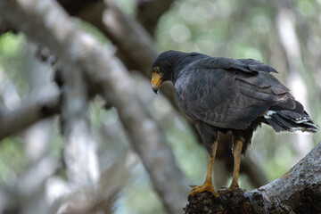 Águila en un árbol