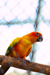 Ave de color naranja y amarillo 