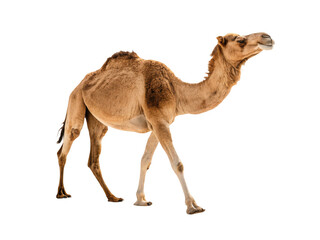 A camel walking forward isolated on transparent background