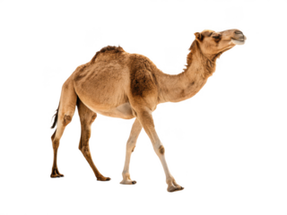A camel walking forward isolated on transparent background