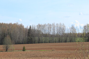 plowed field and spring forest on a sunny day