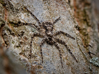 Spider On A Tree