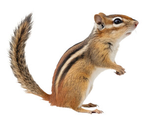 Obraz premium A chipmunk stands alert isolated on transparent background