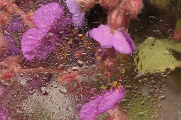 Smoke Soft focus lilac, pink Flower bouquet through glass with water drops. Abstract natural blur...