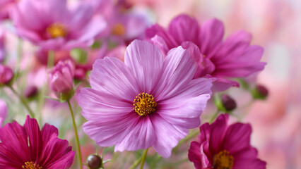 Obraz premium Flower wallpaper