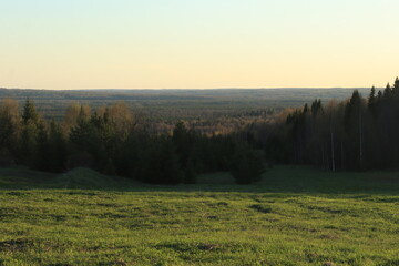 Obraz premium forest of north-eastern Europe in mid-May on a sunny evening