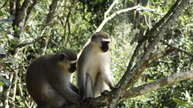 Rare Red-Shanked Douc Langur Mother and Baby. Colorful Endangered Monkeys with Banana. Intimate Wildlife Photography of Primates.